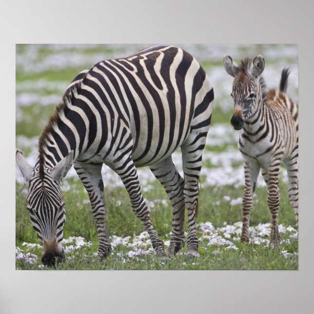 Poster Africa. Tanzania. Zebra mother and colt at (Frente)