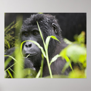Pôster África, Uganda, nacional impenetrável de Bwindi