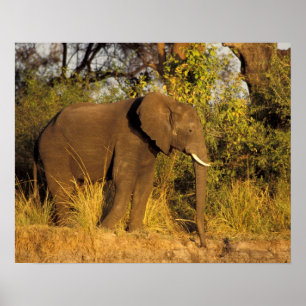 Poster África, Zimbábue, Parque Nacional Cataratas Vitóri