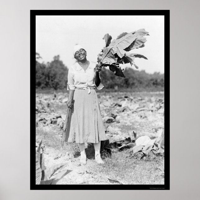 Poster African America Woman with Tobacco 1912 (Frente)