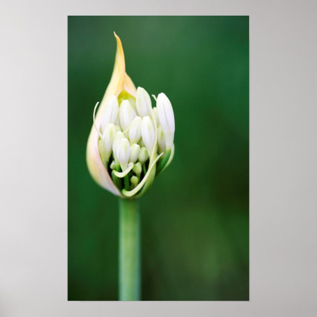 Poster African Lily, Agapanthus Praecox, Cidade do Cabo (Frente)