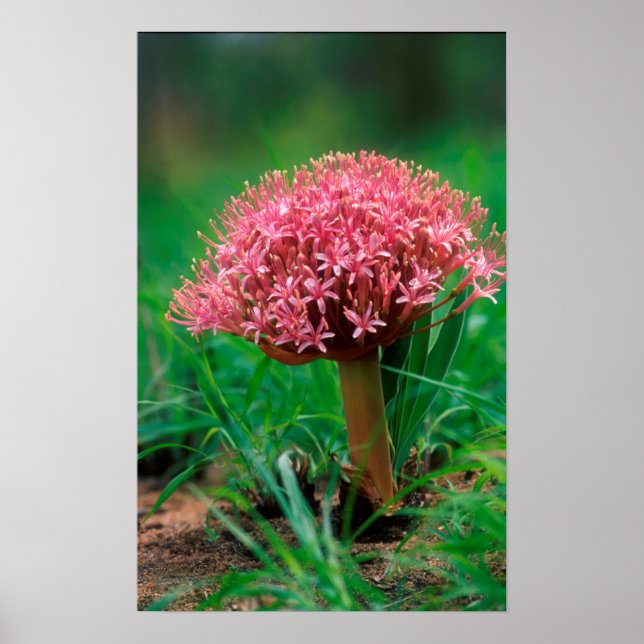 Pôster African Lily (Agapanthus Praecox), Mala Mala (Frente)