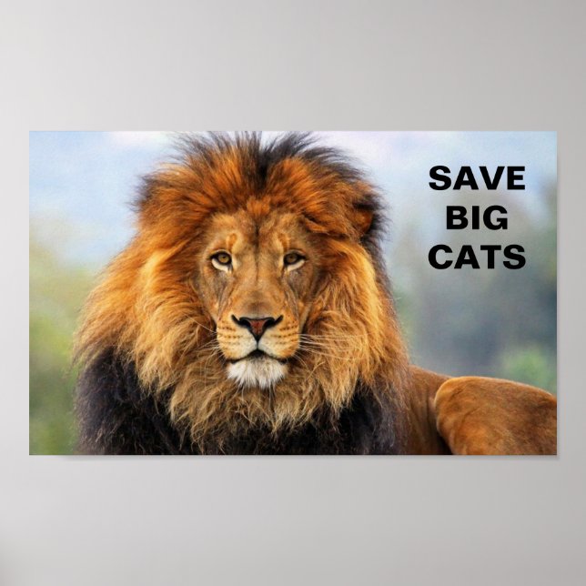 Poster African Lion 1 (Frente)