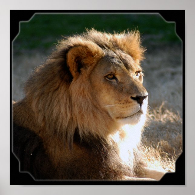 Pôster African Lion-6775e11x11fram (Frente)