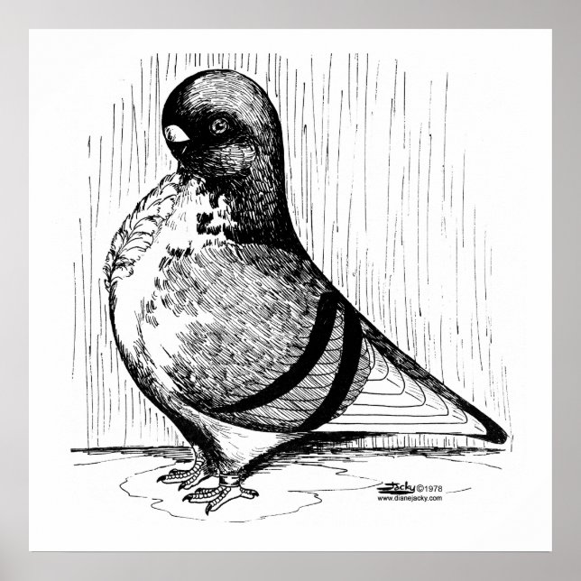 Poster African Owl Pigeon 1978 (Frente)