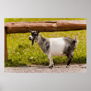 Poster African Pygmy Goat