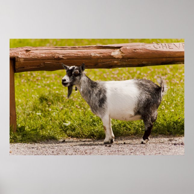 Poster African Pygmy Goat (Frente)