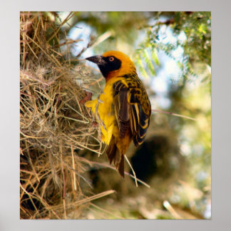 Pôster African Weaver (Nest)