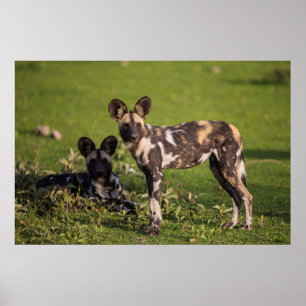 Poster African Wild Dogs in Tanzania