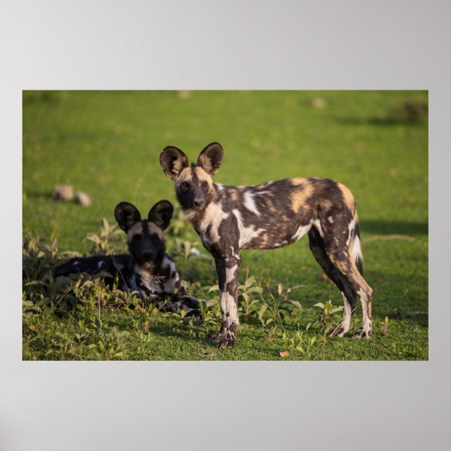 Poster African Wild Dogs in Tanzania (Frente)