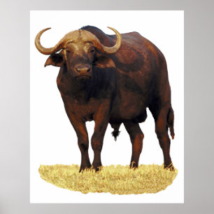 Poster africano 32 x 40" do búfalo de água