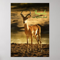 Afro do Impala da Vida Selvagem na orla