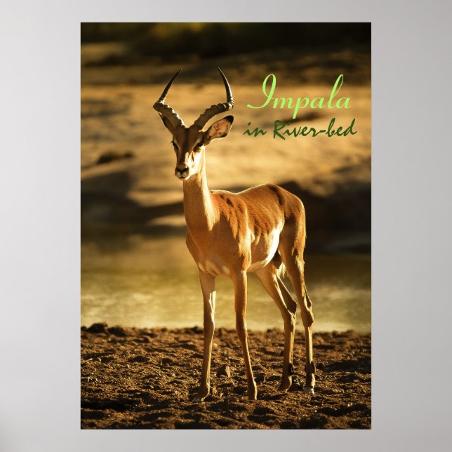 Poster Afro do Impala da Vida Selvagem na orla (Frente)