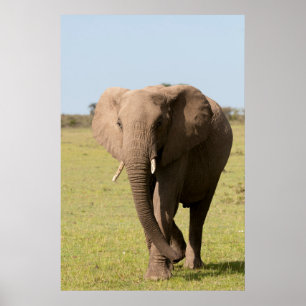 Poster Afro-Elefante (Loxodonta Africana), Maasai