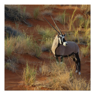 Pôster Afro-Wildlife Oryx Antelope Sand Dune Savannah