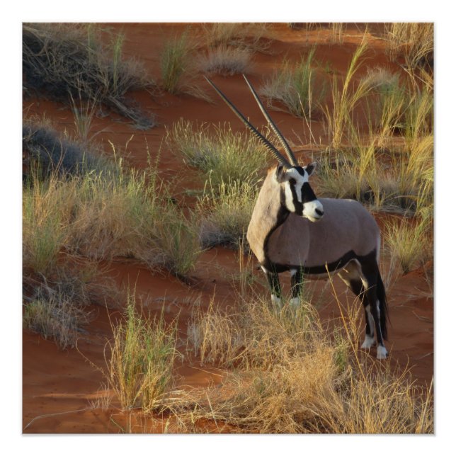 Pôster Afro-Wildlife Oryx Antelope Sand Dune Savannah (Frente)