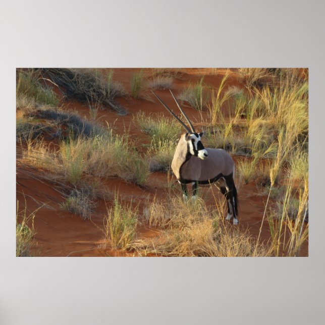 Poster Afro-Wildlife Oryx Antelope Sand Dune Savannah (Frente)