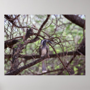 Poster Afrolei nos ramos