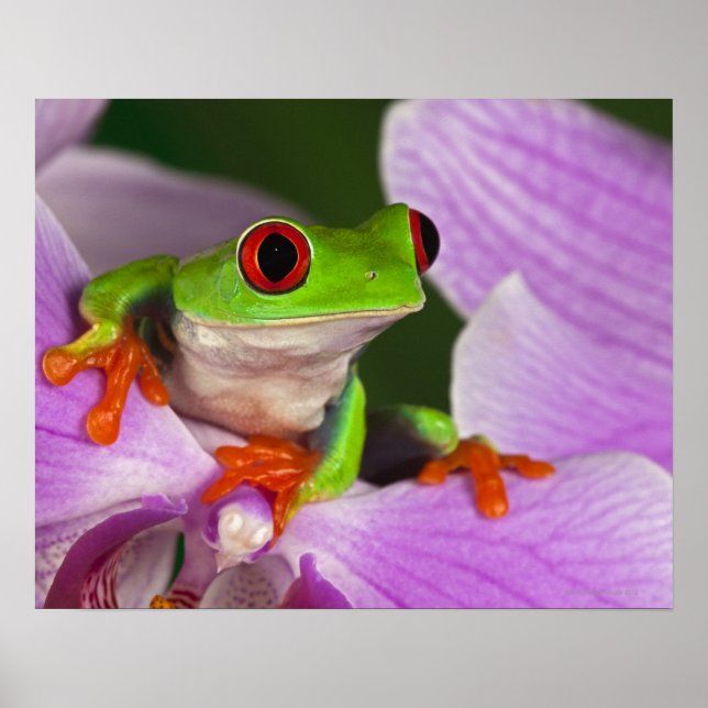 Pôster Agalychnis callidryas. (Frente)