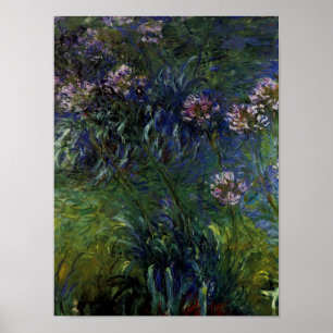 Pôster Agapanthus