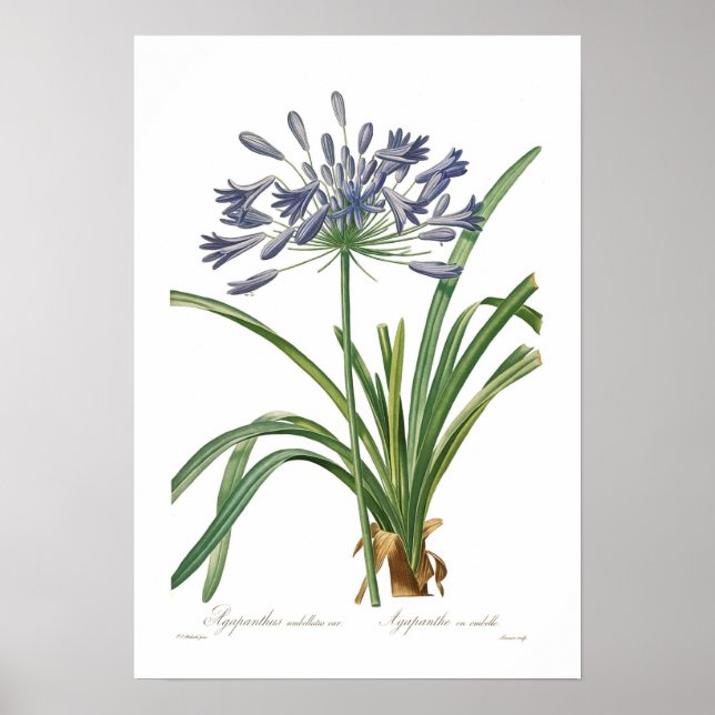 Pôster Agapanthus umbellatus (Frente)