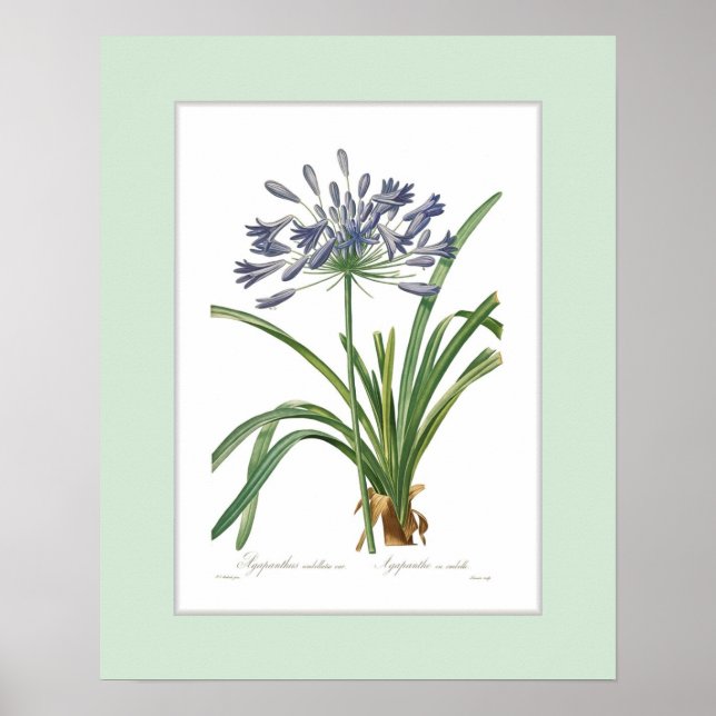 Pôster Agapanthus umbellatus, fronteira personalizada (Frente)