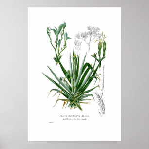 Pôster Agave