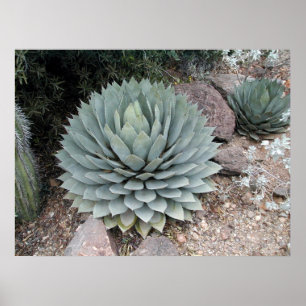 Pôster Agave de Coues ~Impressão~