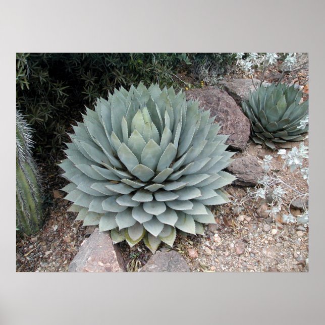Pôster Agave de Coues ~Impressão~ (Frente)