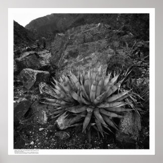 Pôster Agave na Estação de Pesquisa do Deserto do Canyon