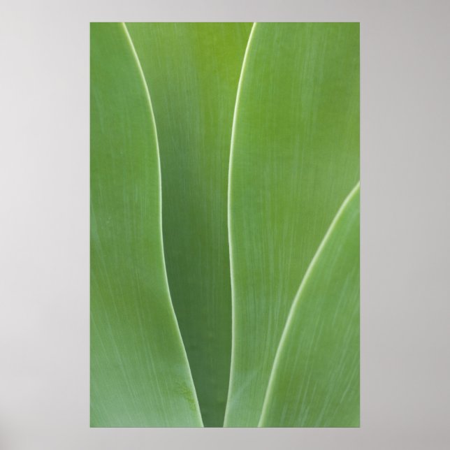 Poster Agave Plant Close (Frente)