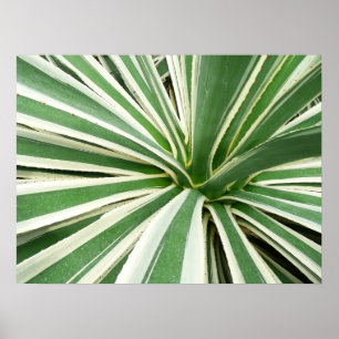 Poster Agave Plant Green e White Strike