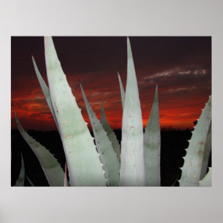 Poster Agave Sunset