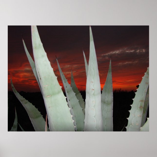 Poster Agave Sunset (Frente)