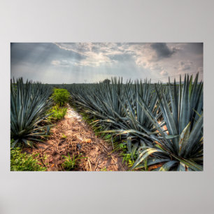 Poster Agave Tequilana