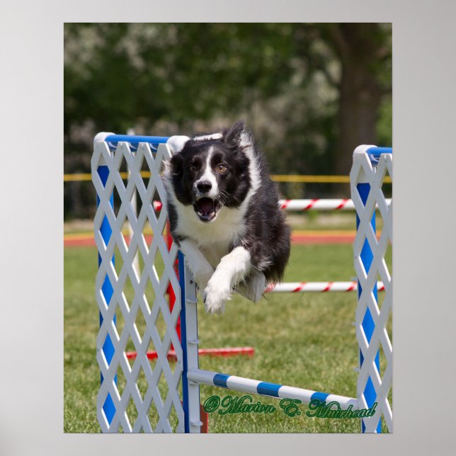 Poster Agilidade Border Collie (Frente)