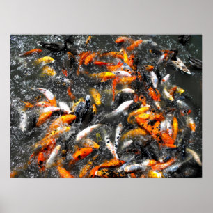 Poster Agitação de alimentação da carpa de Koi