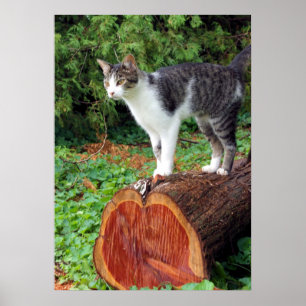 Poster Agora Você Tem Minha Atenção - Gatinho