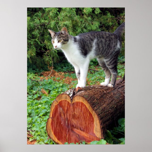 Poster Agora Você Tem Minha Atenção - Gatinho (Frente)