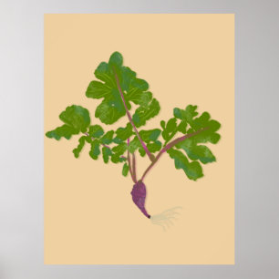 Poster Agricultor Nabo de Cenoura Plantas Jardinagem