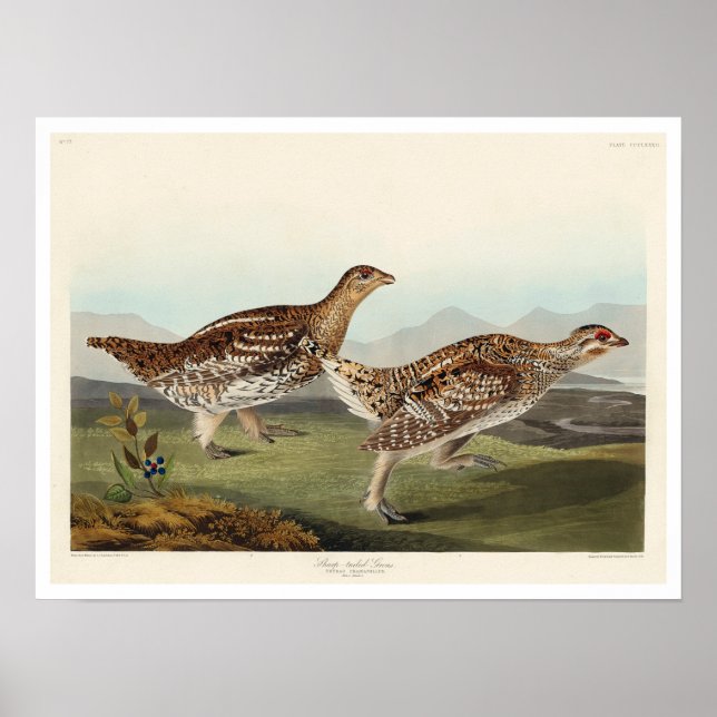 Poster Agrupamento de cauda afiada por Audubon (Frente)