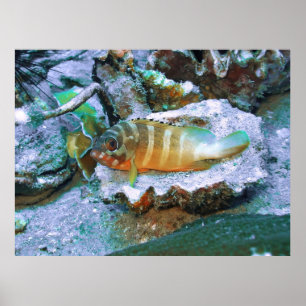 Poster Agrupamento numa Half Shell