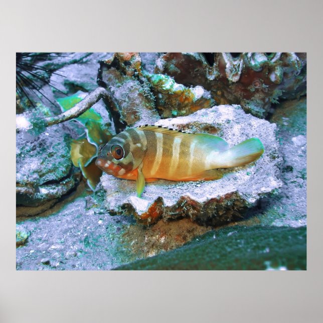 Poster Agrupamento numa Half Shell (Frente)