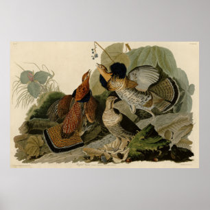 Poster Agrupamento Rachado - das Aves da América de Audub