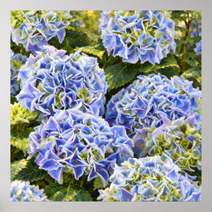 Poster Agrupamentos de Hortênsias Azuis Ensolaradas em um