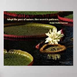 Poster Água branca cremosa Flor de Lily e Lileiras gigant