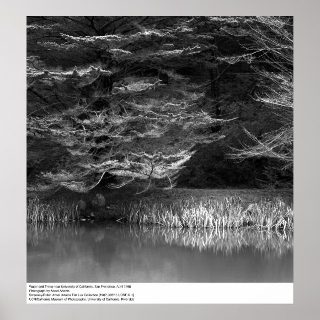 Pôster Água e Árvores perto de UC San Francisco, 1966 (Frente)