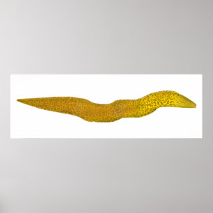 Poster Água fresca Moray