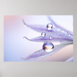 Poster Água Gota Dewdrop Natureza Serene Calm