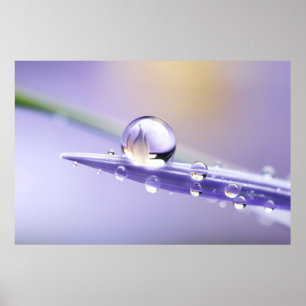 Poster Água Gota Dewdrop Natureza Serene Calm